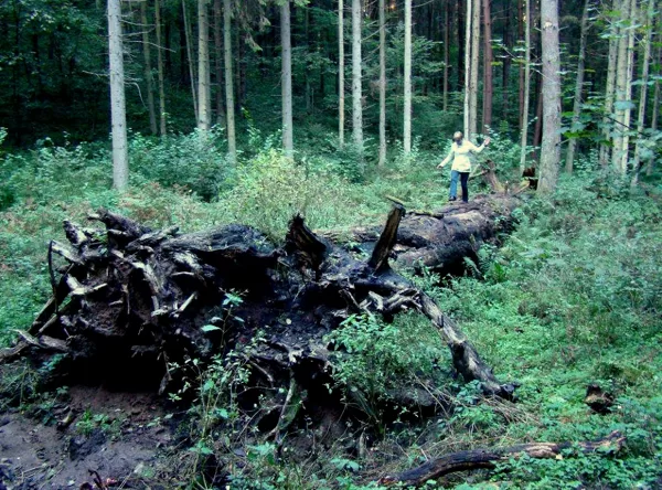 Po 2011 m. audros nuvirtęs ąžuolas apžiūrimas Pilaitės bendruomenės narių