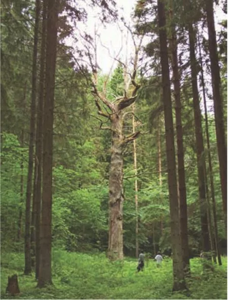 Vis dar stovintis Bieliūnų ąžuolas 2007 m.